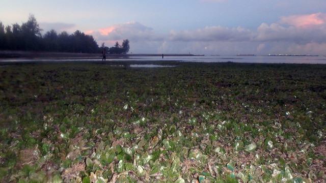 Living seagrass meadows at East Coast Park