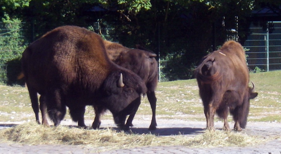 Bison bison 41648353542_4c4056a1cd_o