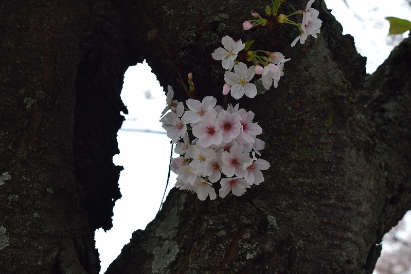 Jeju CHerry Blossoms (1)