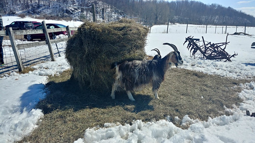 Palmer's Sugar Shack