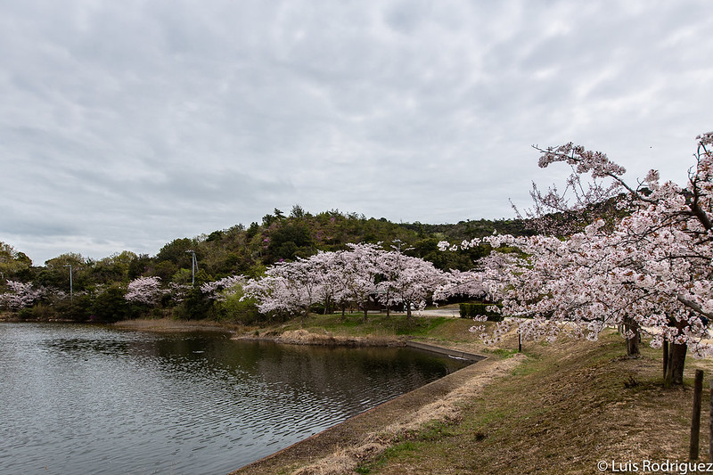 Parque Sakura no Meikyu