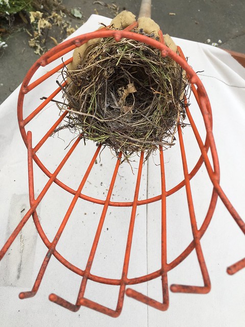 Bird nest in the fruit picker