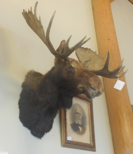 antiquemall georgia taxidermy moose
