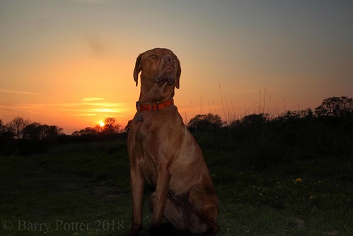 barrypotter edenmedia canoneosm5 bracken dog sunset