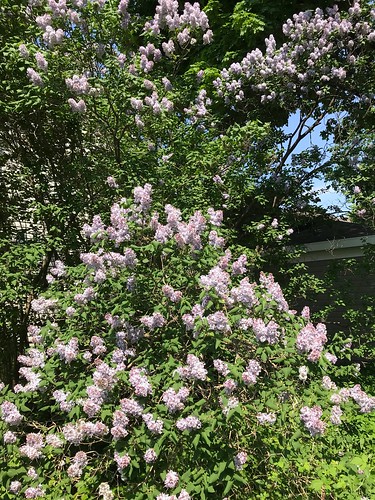Lilac trees are in full bloom now