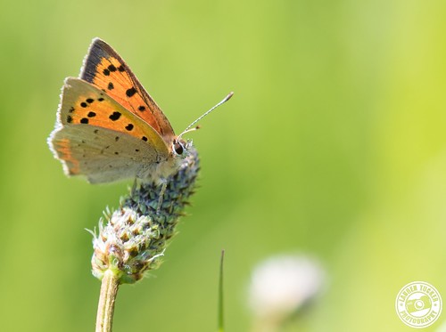 butterfly closeup macro nature smallcopper wildlife uk south west england colour summer spring 2018 may close up landscape view wild canon 7d slr camera photography photographer photograph photo image pic flower plant naturereserve copyright laurentuckerphotography allrightsreserved somerset wiltshire battlesbury hill cotley lycaena phlaeas
