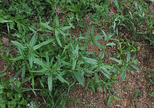 Buglossoides arvensis (= Lithospermum arvense) - grémil des champs 28426742908_c0b62e6006