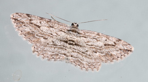 lepidoptera moths australia manningriver inaturalist tinonee syneoraacrotypa