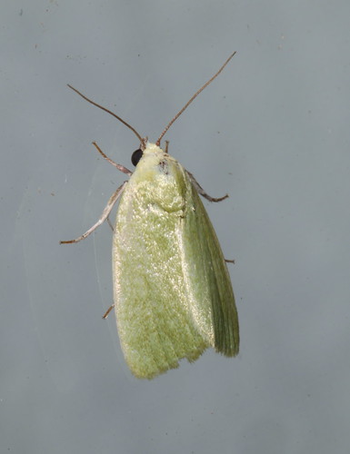 lepidoptera moths australia manningriver inaturalist tinonee eariassmaragdina