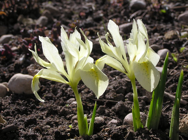 Iris winogradowii