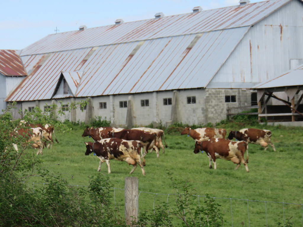 Life on a Dairy Farm