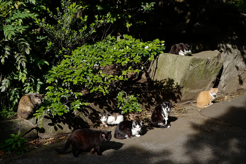 Leica Q東池袋中央公園の猫 朝向ぼっこな猫だまり