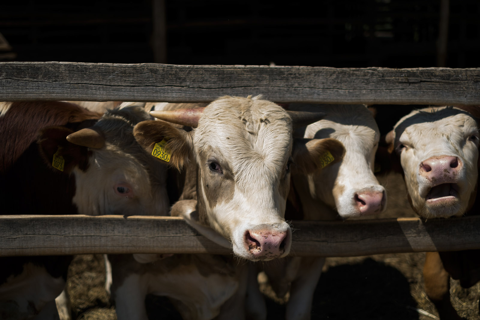 Az állattenyésztéssel is próbálkoznak | Fotó: Magócsi Márton