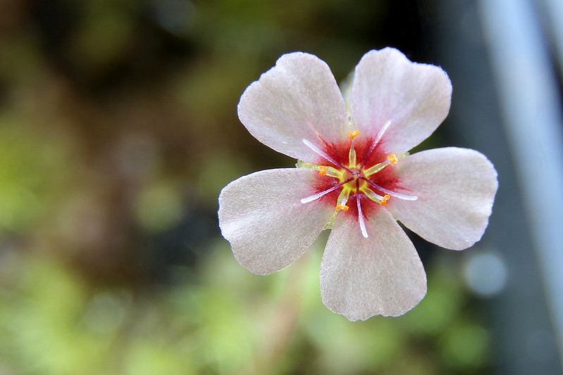 Drosera pulchella (white flower with red center) 28358837858_32509bdb38_c