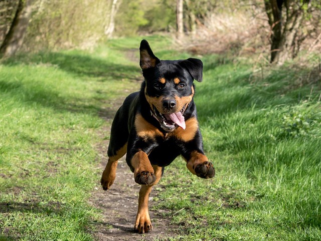 Rottweiler Pictures and Informations - Dog-Breeds.com