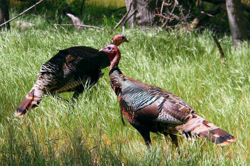 IMG_5326 Wild Turkey, Zion National Park