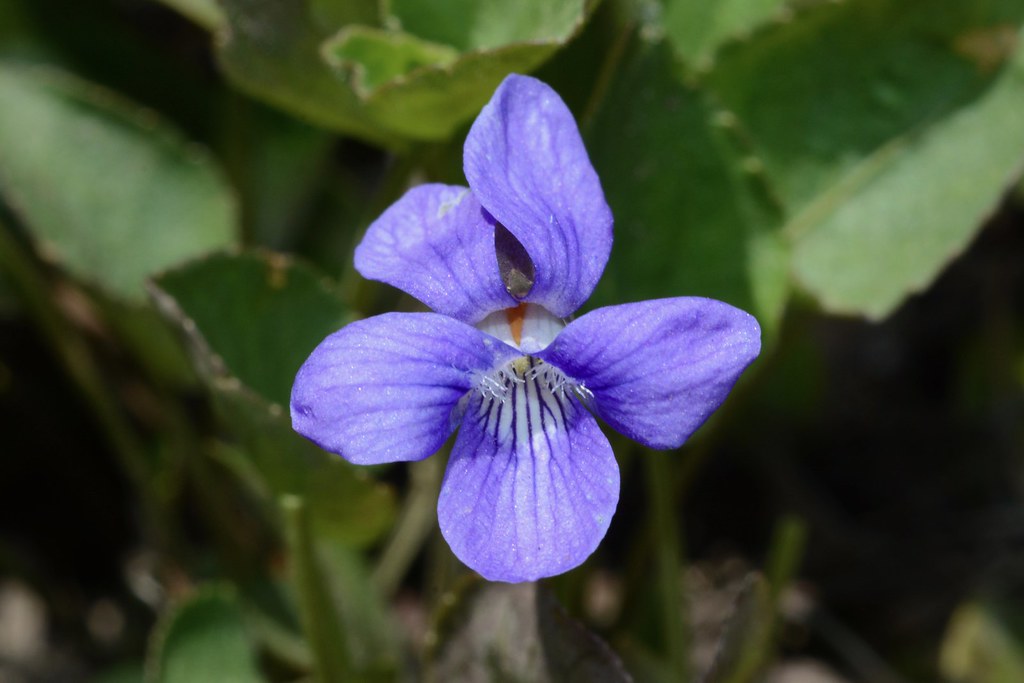 Hookedspur Violet, Early Blue Violet