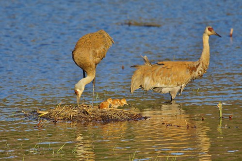 wi wisconsin water sandhill crane baby chick bird new born nest nesting