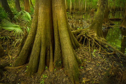 hdr ogeechee river swamp palmetto cypress georgia coastal plain bryancounty usa cypressknees