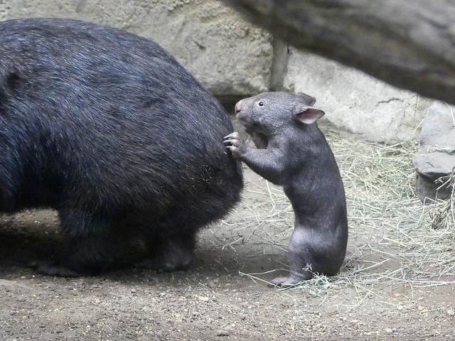 Wombat, Zoo Duisburg