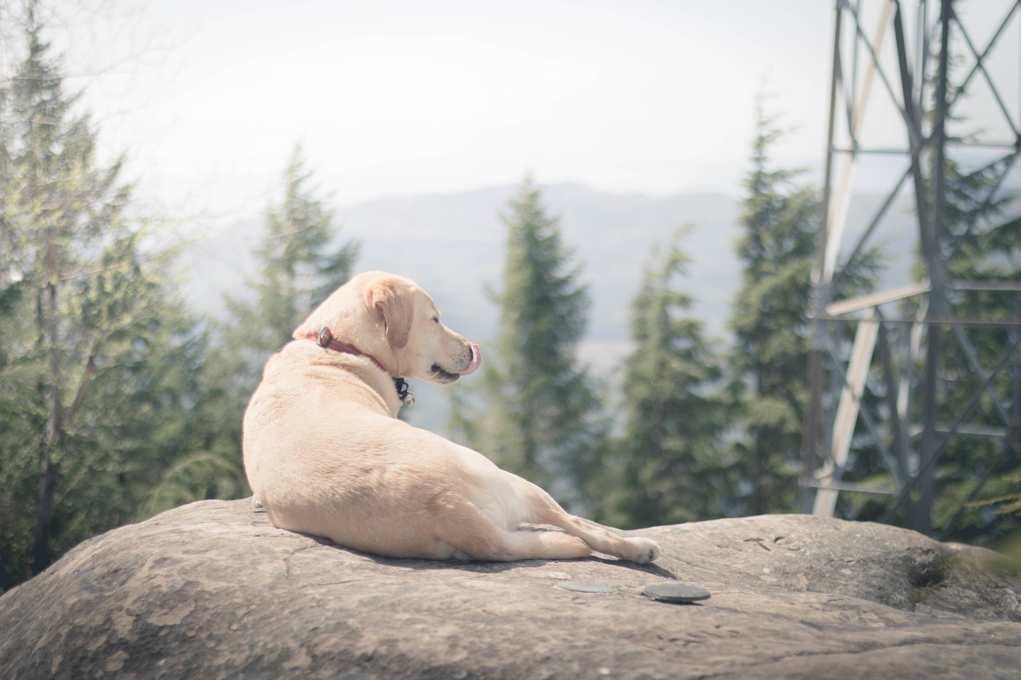 Summit dogs on Lookout Mountain 2677