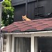 Cat on a roof, Seoul
