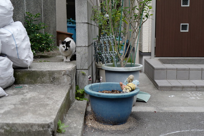 Leica Q雑司ヶ谷鬼子母神西参道路地の猫