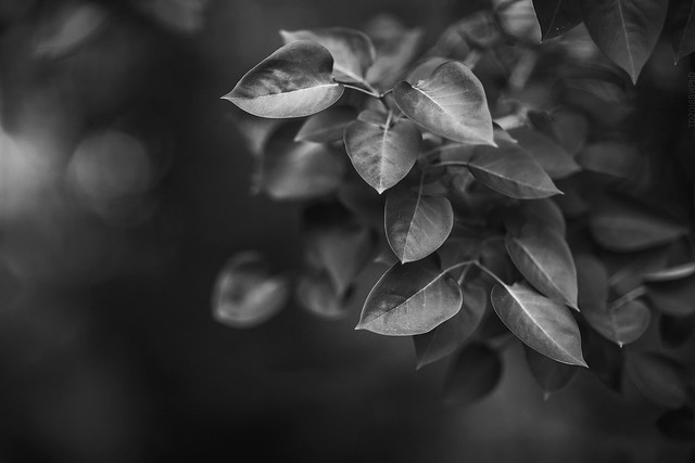 2018.05.20_140/365 - Exercise with green leafs