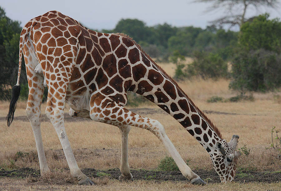 Reticulated giraffe bending down to drink, at dusk at Ol Pejeta Ranch in Kenya. The circulatory system is adapted to deal with blood flow rushing down its neck. Photo taken on July 10, 2010.