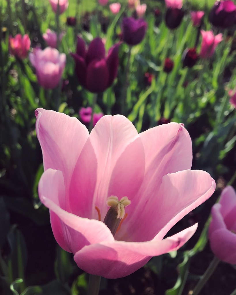 Tiptoeing through the tulips