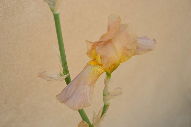 Iris ancien or lavé rose - K2 pamina [identification en cours] 39891623220_0bd89b3ba3_z