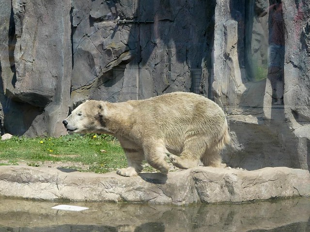 Eisbär Antonia