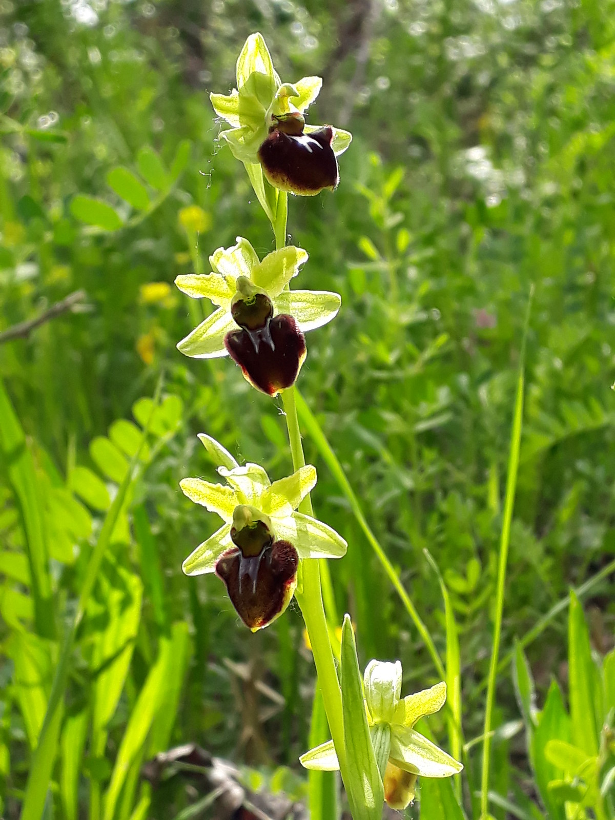 Ophrys ? 42033920181_359481e6dd_h