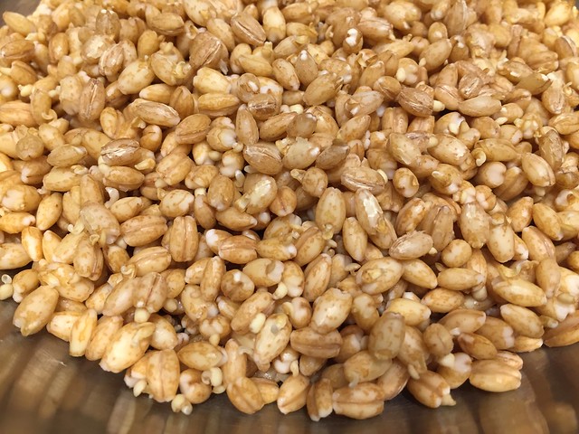 Sprouted barley