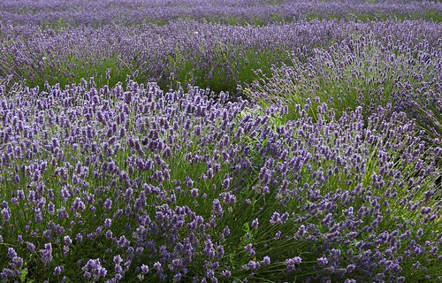 uk flowers england geotagged purple norfolk lavender norfolklavender flickrfly geolat52907893 geolon0504127