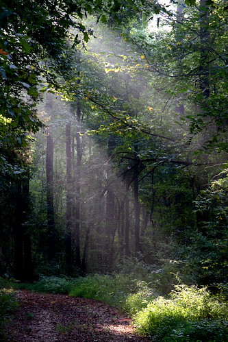 morning trees light sunlight tree nature mississippi tag noxubeerefuge refuge wildliferefuge noxubee noxubeenationalwildliferefuge officeartprospect