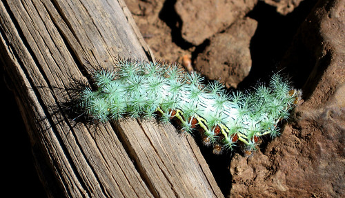 arizona caterpillar flagstaff spines silkmoth cecrops