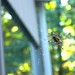 spider on the back deck