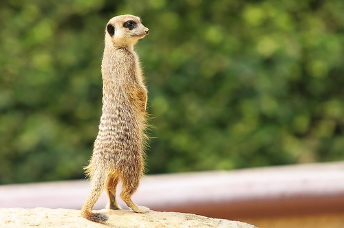 cute zoo meerkat bokeh marwell mongoose lovephotography bigemrg