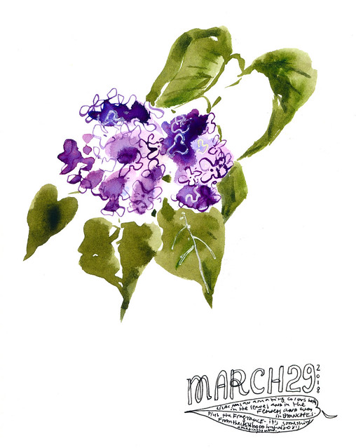 Sketchbook #113: Lilac