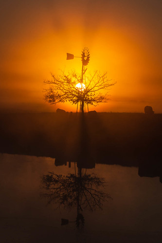 richmondlowlands newsouthwales australia au sunrise windmill tree silhouette dawn cow reflection pond dam nsw sydney richmond lowlands
