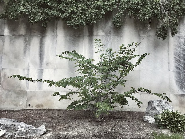 New Redbud Tree