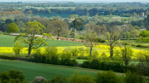 stowonthewold colour color countryside east fields rape yellow green cotswolds landscape view beautiful fresh tree