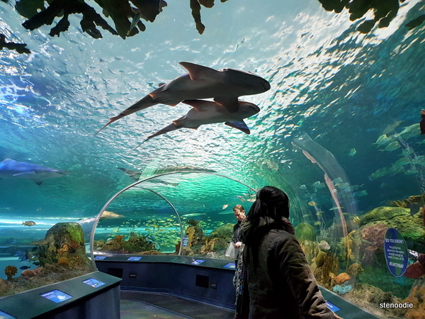  Ripley's Aquarium