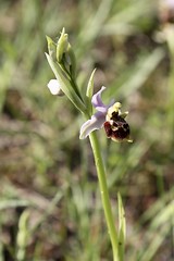 Ophrys scolopax (Orchidaceae)