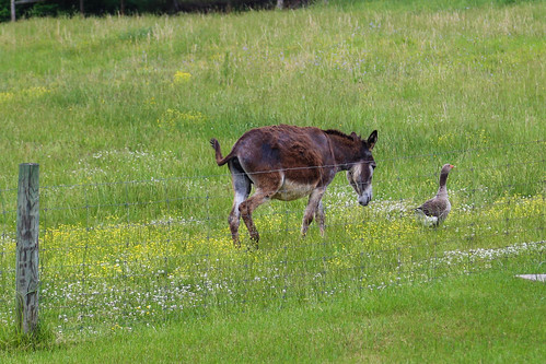 canon 6d 24105mmf4l lens andersonsc walkercenturyfarm upstate southcarolina rural country farm duck goose donkey southern america usa scenic pastoral landscape southernlife