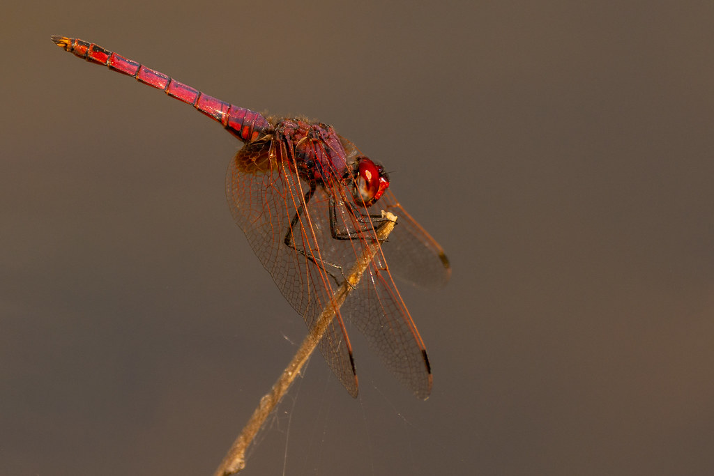 Violet Dropwing Dragonfly (Male) - Trithemis annulata