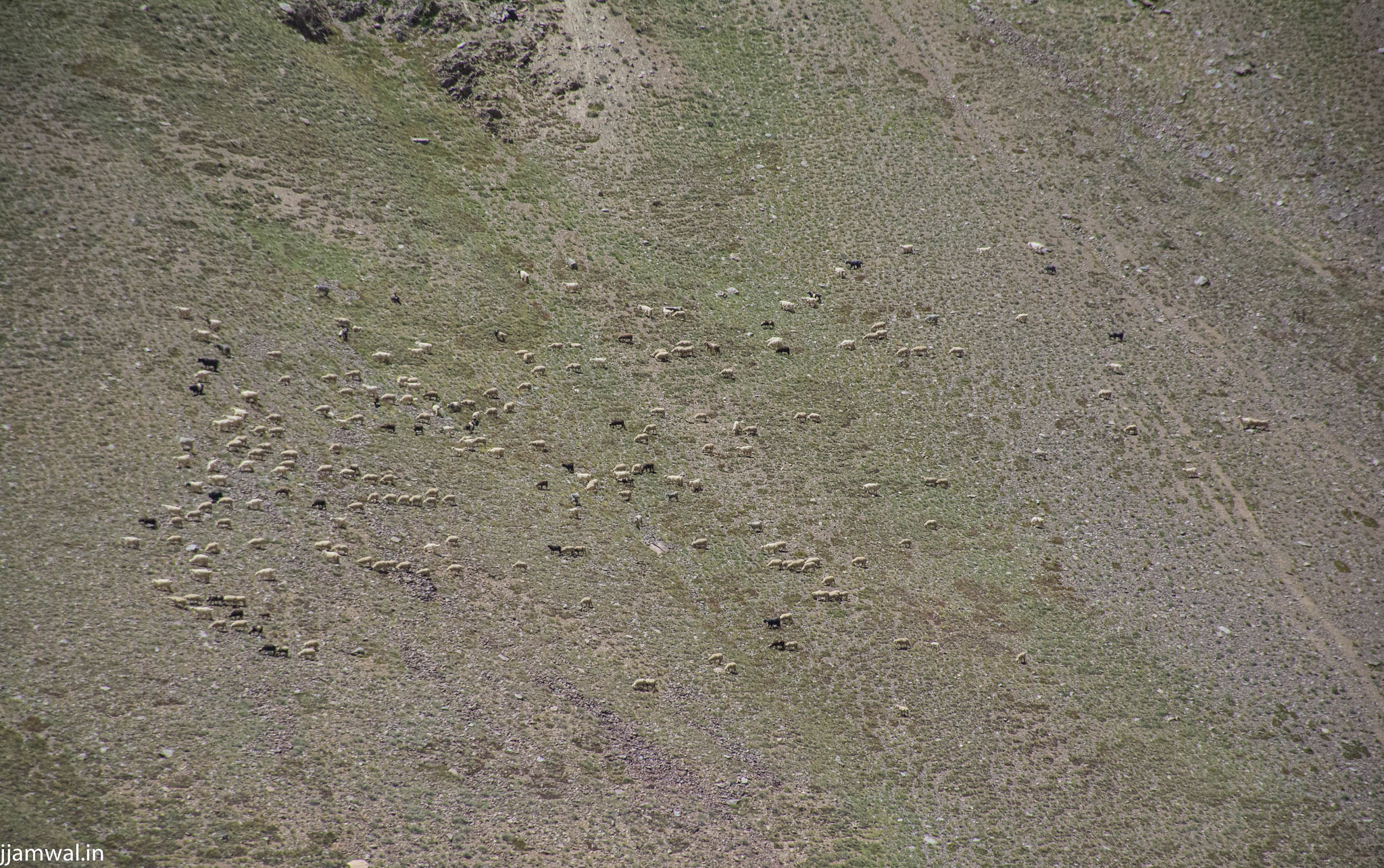Sheep and goats grazing on a nearby mountain