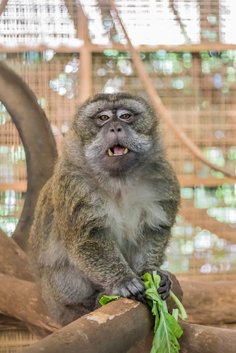 animal mammal primate monkey crabeating longtailed macaque macaca fascicularis achondroplasia dwarfism