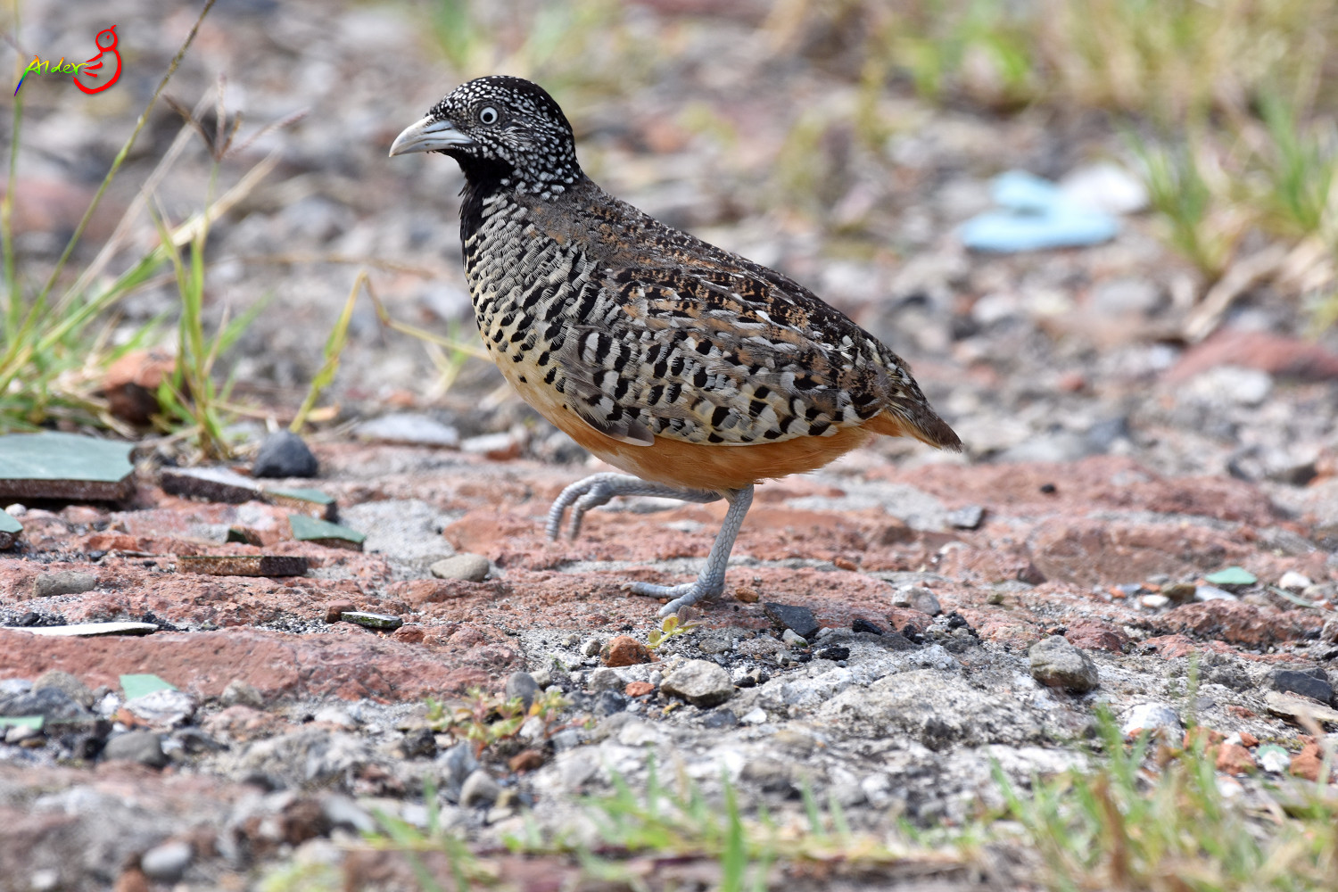 Barred_Buttonquail_4977